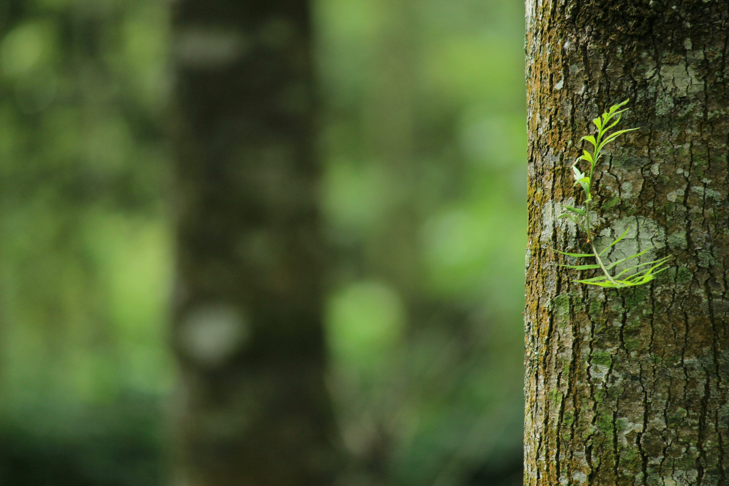 A vibrant green fern grows on a tree trunk, capturing a serene forest atmosphere.